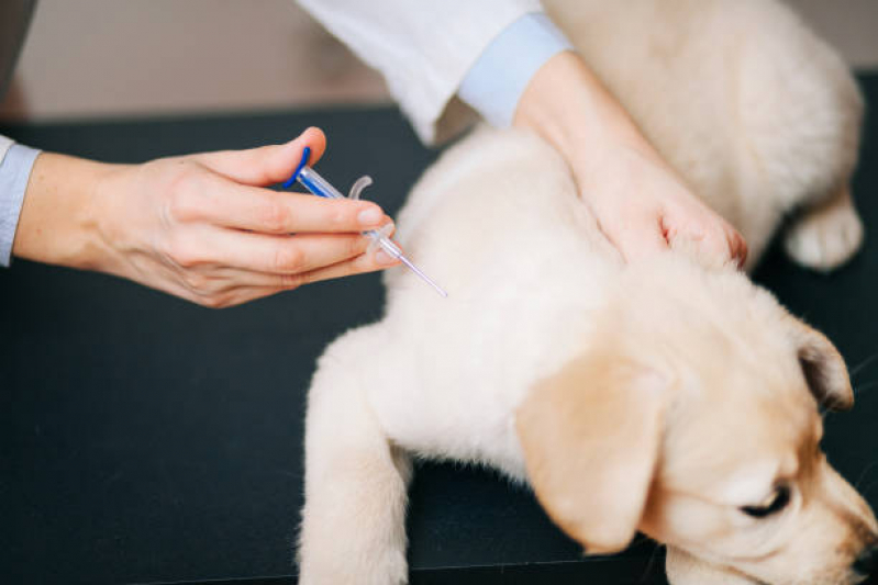 Vacina Antirrábica Animal Marcar Afonsos - Vacina contra Raiva para Cachorro