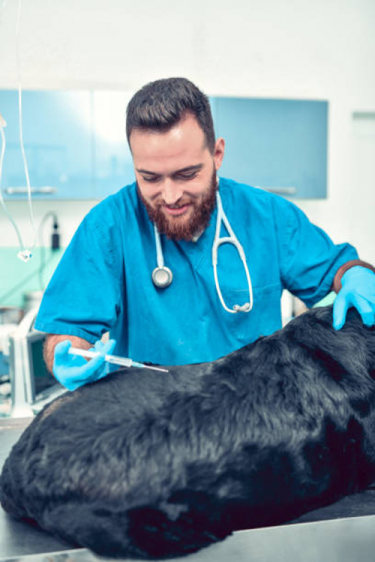 Vacina Antirrábica para Cães Gardênia Azul - Vacina contra Raiva para Cachorro