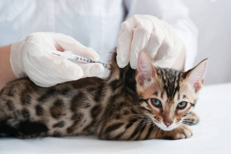 Vacina Antirrábica para Gato Agendar Grumari - Vacina de Raiva para Gatos