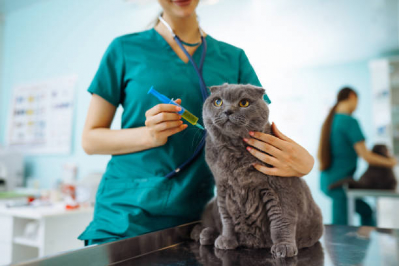 Vacina Antirrábica para Gato Praça Seca - Vacina de Raiva para Gatos