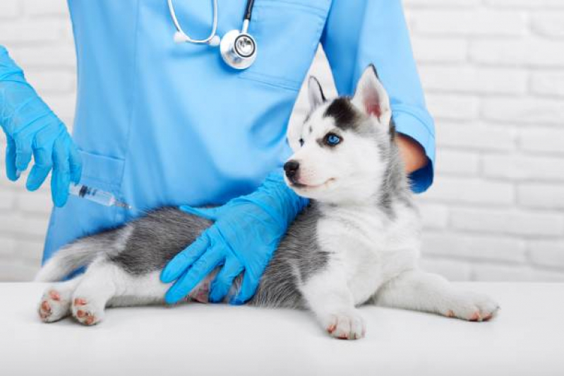 Vacina contra Raiva em Cachorro Marechal Hermes - Vacina contra Raiva para Cachorro