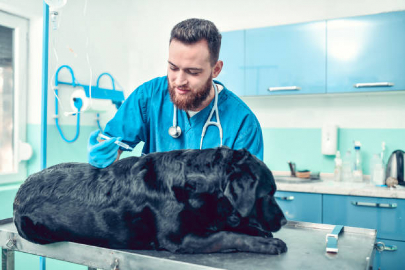 Vacina contra Raiva para Cachorro Agendar Vila Militar - Vacina de Raiva para Gatos