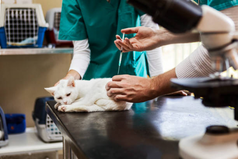Vacina de Raiva Gato Agendar Grumari - Vacina contra Raiva para Cachorro