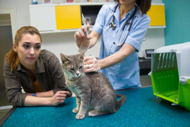 Vacina de Raiva Gato Marcar Bangu - Vacina de Raiva para Gatos