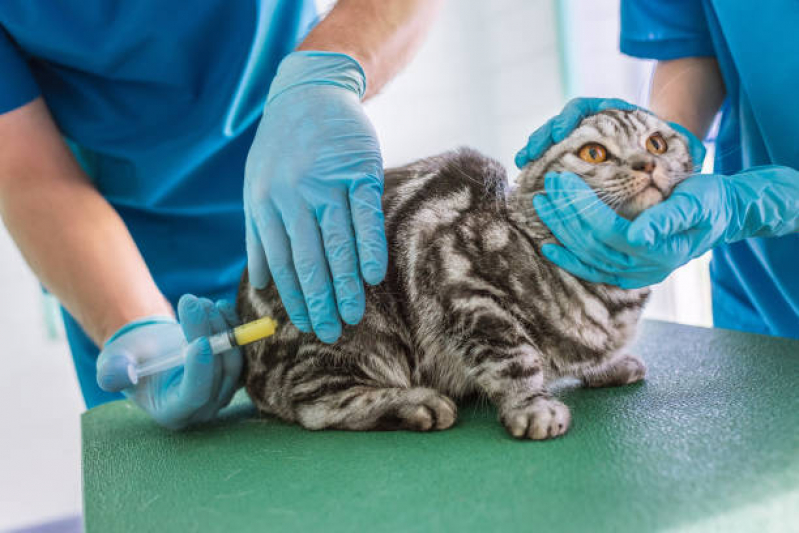 Vacina de Raiva Gato Cosmos, Curicica - Vacina de Raiva para Gatos