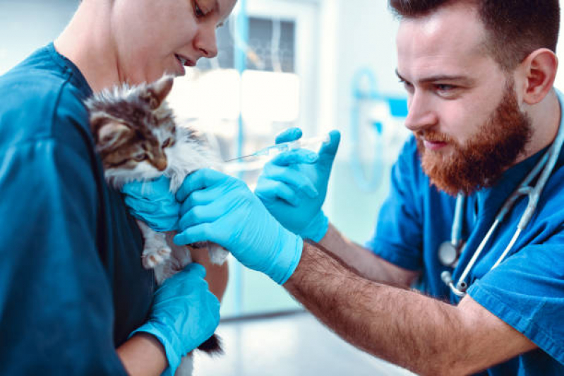 Vacina para Filhote de Gato Agendar Barra da Tijuca - Vacina contra Raiva para Cachorro