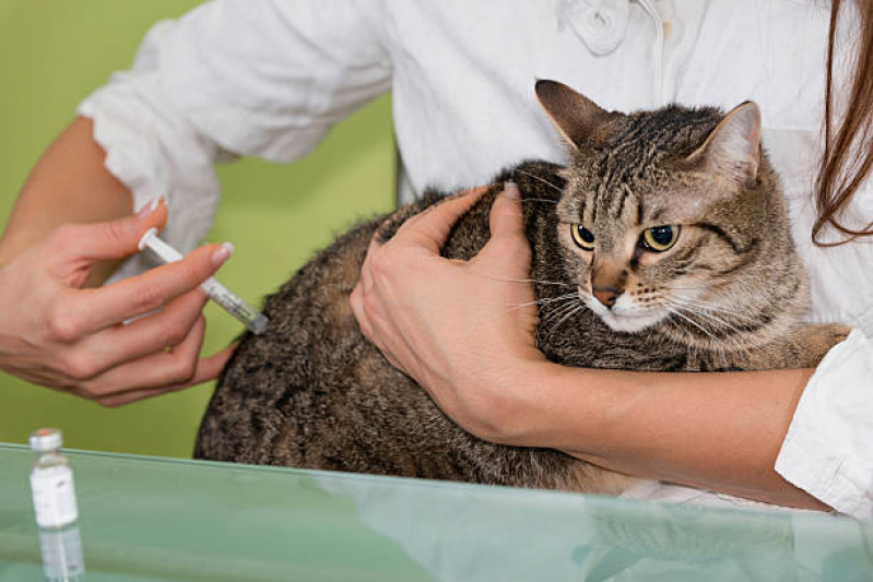 Vacina para Gato V4 Agendar Vila Valqueire - Vacina de Raiva para Gatos