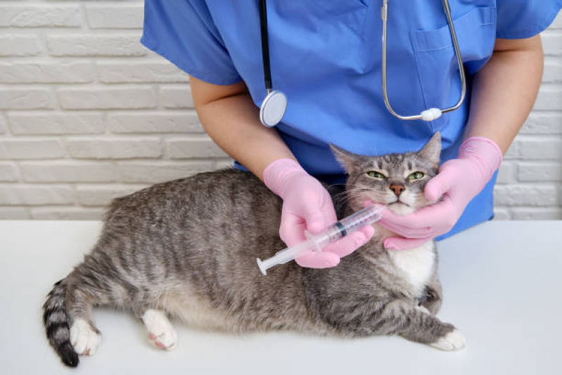 Vacina para Gato V4 Realengo - Vacina de Raiva para Gatos