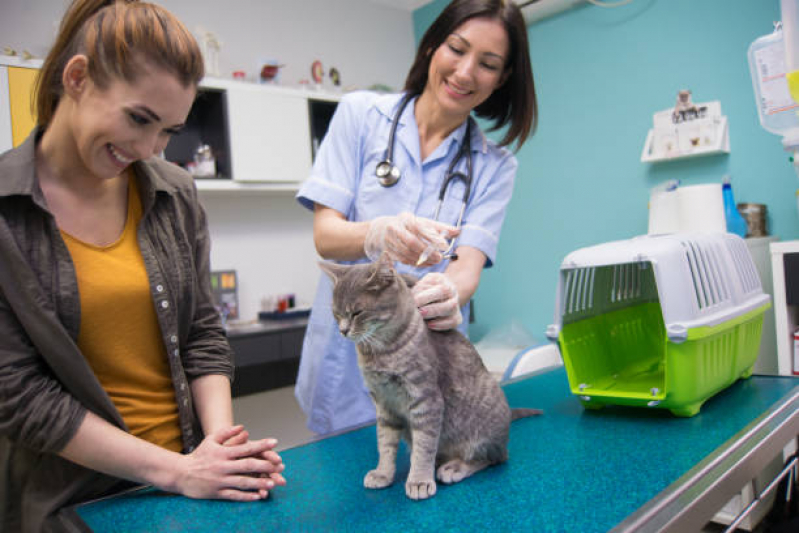 Veterinário Especialista em Cachorros Cidade de Deus - Veterinário Especialista em Gatos